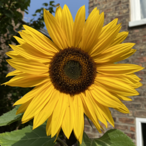 Hand printed linoprint sunflower card3