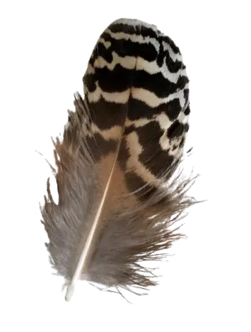 Feather1