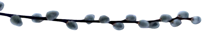 Divider Buds