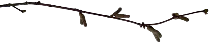 Divider Catkins