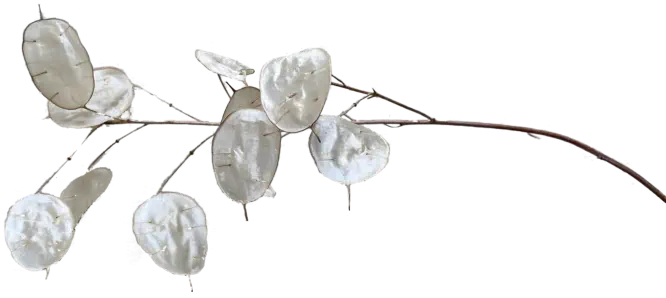 Divider Seedhead