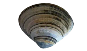 Divider Shell