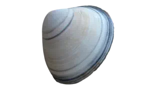 Divider Shell